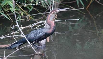 Anhinga rufa